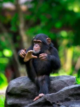 Common Chimpanzee Stock Photos