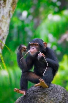 Common Chimpanzee Stock Photos