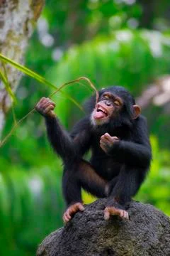 Common Chimpanzee Stock Photos