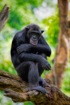 Common Chimpanzee Stock Photos