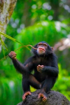Common Chimpanzee Stock Photos