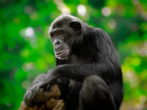 Common Chimpanzee Stock Photos
