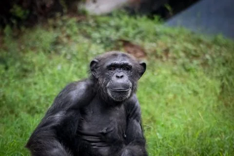 Common chimpanzee Stock Photos