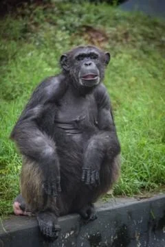 Common chimpanzee Stock Photos