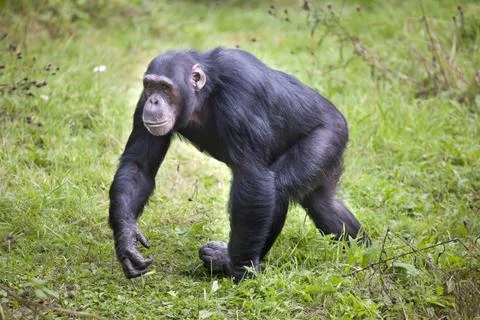 Common Chimpanzee Stock Photos
