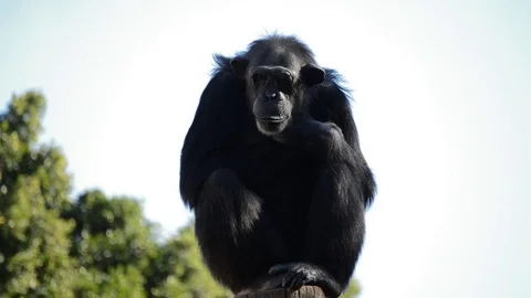 Common chimpanzee in a tree - Pan troglodytes 스톡 동영상 82594711