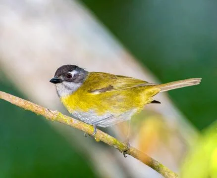 Common Chlorospingus perched on a tree branch Stock Photos