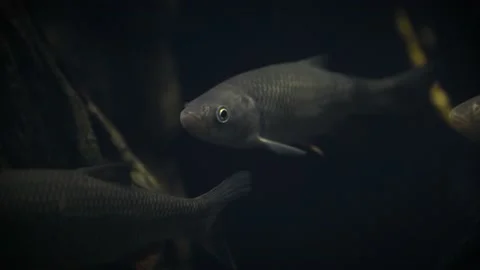 Common chub (Squalius cephalus) Vidéo 178576312