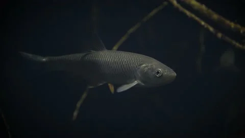 Common chub (Squalius cephalus) Video stock 178576637