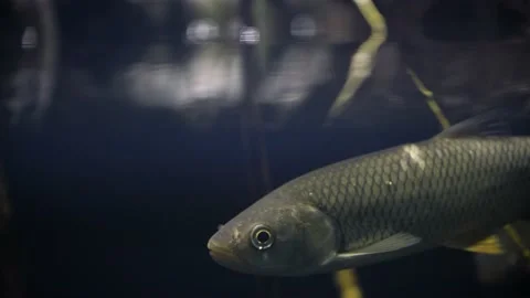 Common chub (Squalius cephalus) Video stock 178576949