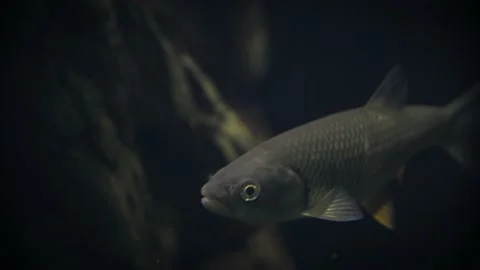Common chub (Squalius cephalus) Video stock 178577158