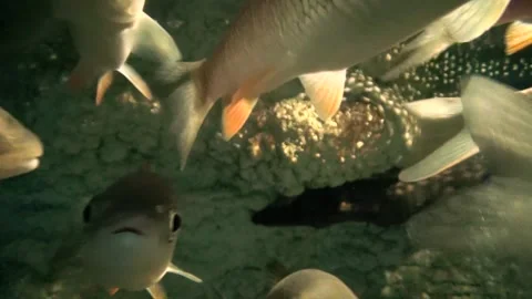 Common chub (Squalius cephalus) Stock Footage 250299588