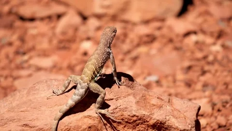 A Common Chuckwalla Lizard Perched On A Red Desert Rock Video stock 335928013