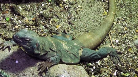 Common chuckwalla (Sauromalus ater) Stock Footage 259110715