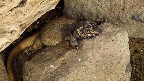 Common chuckwalla (Sauromalus ater) Stock Footage 259161546