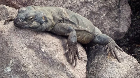 Common chuckwalla (Sauromalus ater) Stock Footage 283005188