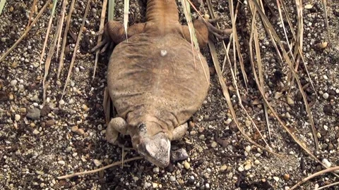 Common chuckwalla (Sauromalus ater) Video stock 283009849