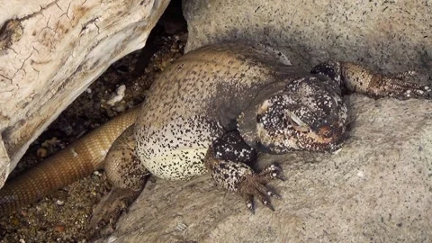 Common chuckwalla (Sauromalus ater) Stock Footage 283009896