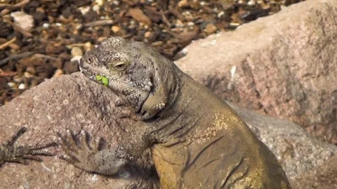 Common chuckwalla (Sauromalus ater) Видео 283010102