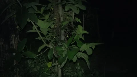 Common Civet at fig tree, Malaysia Stock Footage 311771036