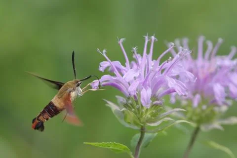 Common clearwing moth Stock Photos