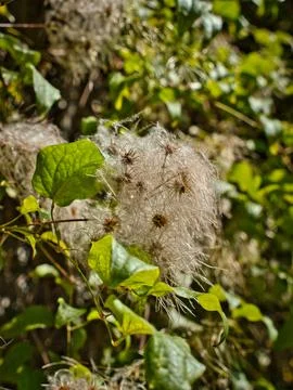 Common Clematis change file shot with defocused background and the white fe.. 스톡 사진