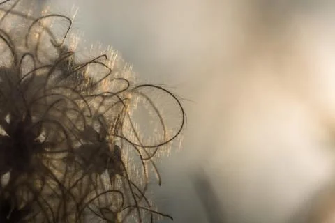 Common clematis while sunset detail view Stock Photos