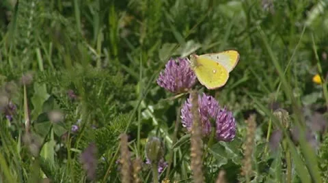 Common Clouded Yellow butterfly feeding on red clover. Stock Footage
