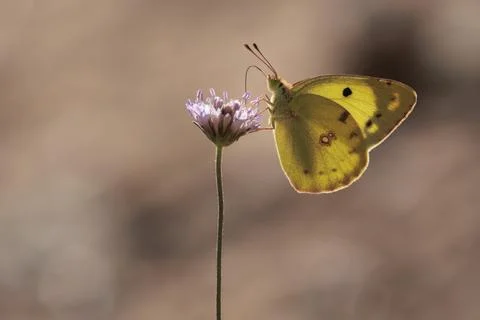 Common Clouded Yellow Butterfly Perched on a Wildflower Stockfoto's