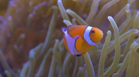 Common Clownfish in Anemone Stock Footage 48382025