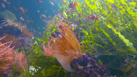 Common clownfish swimming between Bubble tip Anemone in 4K. Stock Footage 161461060