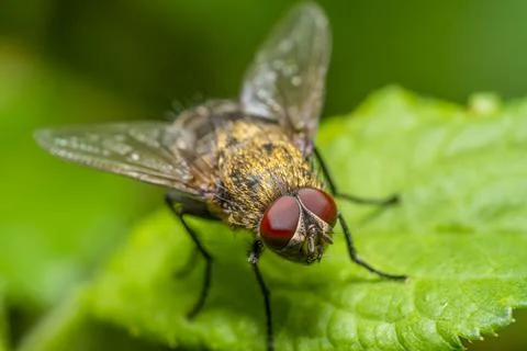 Common cluster fly Stock Photos