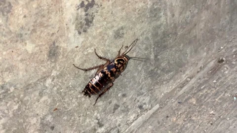 Common cockroach crawling on a gray concrete floor. Stock Footage 325450321