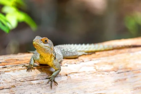Common collared iguanid lizard, madagascar Stock Photos