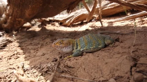 Common Collared Lizard | Colorado | Desert | HD Footage Stock Footage 189037958