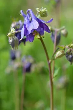 Common columbine Stock Photos