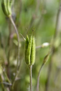 Common columbine Stock Photos