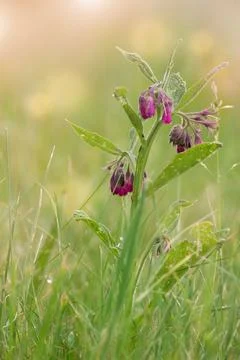 Common comfrey flower and herb in the summer meadow Photos