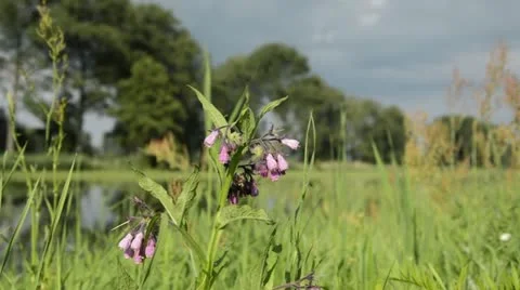 Common comfrey (Symphytum officinale) Stock Footage 16724307