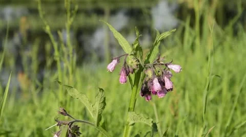 Common comfrey (Symphytum officinale) Stock Footage 16724779