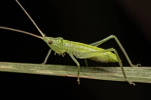 Common Conehead Nymph Stock Photos