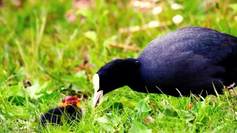 Common Coot Bird Foraging in Grassy Habitat Stock Footage 310856070