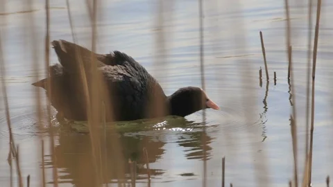 Common coot black and grey bird swimming on lake, finding food and eating Video stock 124711050