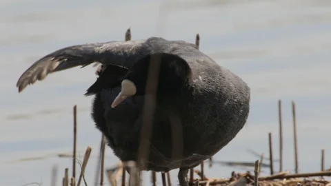 Common coot black bird on river is cleaning its feathers, closep view Video stock 124710978