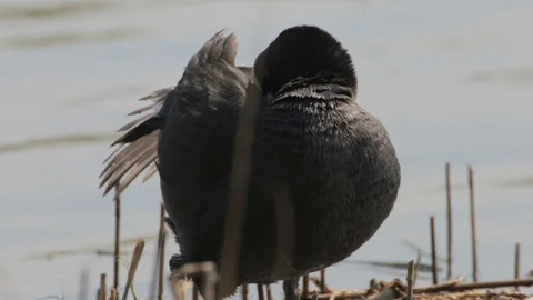 Common coot black bird on river is cleaning its feathers, closep view Stock-Footage 125550935