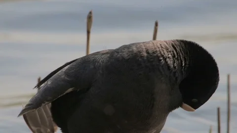 Common coot black bird on river is cleaning its feathers, closep view Video stock 125551376