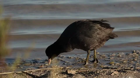 Common coot eats after defecating in El Hondo Natural Park Stock Footage 299603321