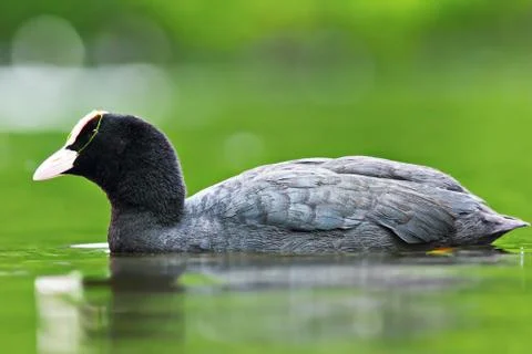 Common coot floating on lake surface ( Fulica atra ) Stock Photos