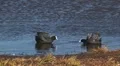 Common Coot Video HD