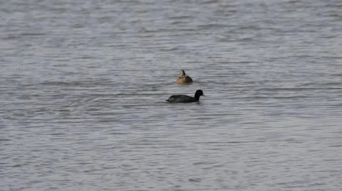 Common Coot Stock Footage 42939936